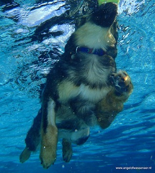 Onder water foto van de zwemmende Sifra
